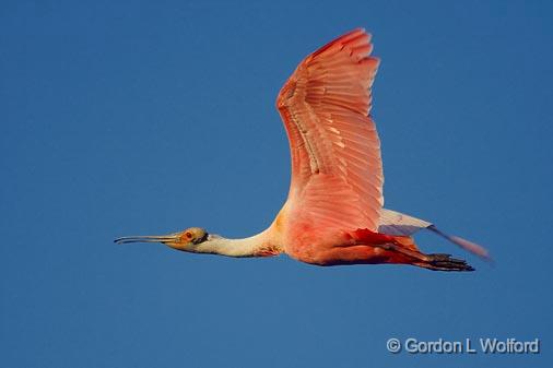 Spoonbill In Flight_45870.jpg - Roseate Spoonbill (Ajaia ajaja)Photographed from Lake Martin near Breaux Bridge, Louisiana, USA.